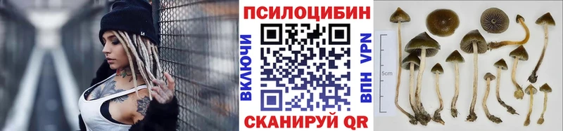 Псилоцибиновые грибы Cubensis  где купить наркоту  Родники 