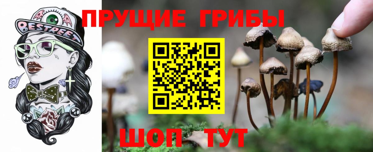 Псилоцибиновые грибы Psilocybine cubensis Родники